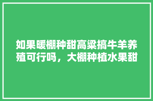 如果暖棚种甜高粱搞牛羊养殖可行吗，大棚种植水果甜吗视频。 家禽养殖