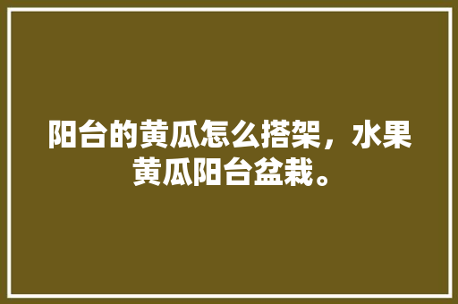 阳台的黄瓜怎么搭架，水果黄瓜阳台盆栽。 水果种植