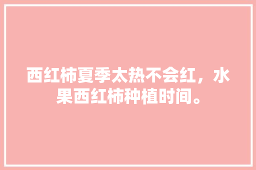 西红柿夏季太热不会红，水果西红柿种植时间。 西红柿夏季太热不会红，水果西红柿种植时间。 土壤施肥