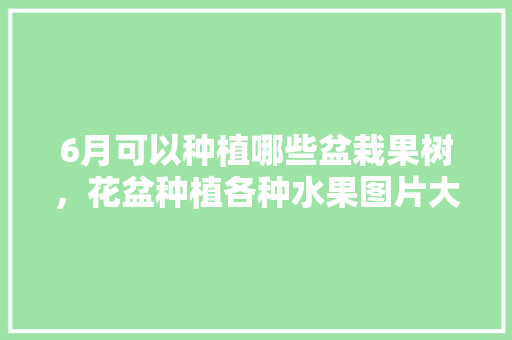 6月可以种植哪些盆栽果树，花盆种植各种水果图片大全。