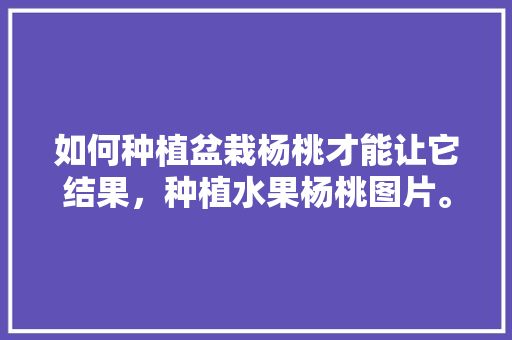 如何种植盆栽杨桃才能让它结果，种植水果杨桃图片。