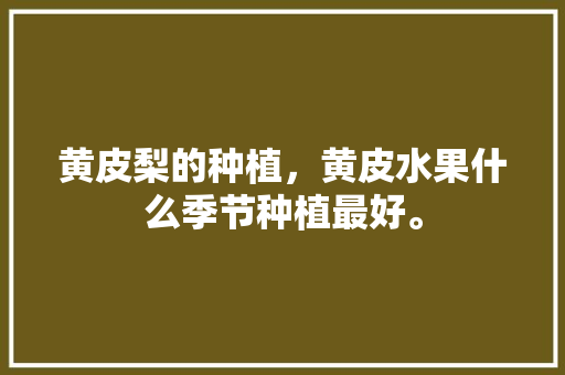 黄皮梨的种植，黄皮水果什么季节种植最好。