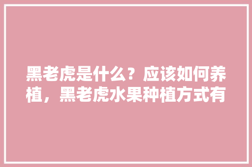 黑老虎是什么？应该如何养植，黑老虎水果种植方式有哪些。 黑老虎是什么？应该如何养植，黑老虎水果种植方式有哪些。 水果种植