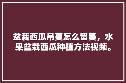 盆栽西瓜吊蔓怎么留蔓，水果盆栽西瓜种植方法视频。