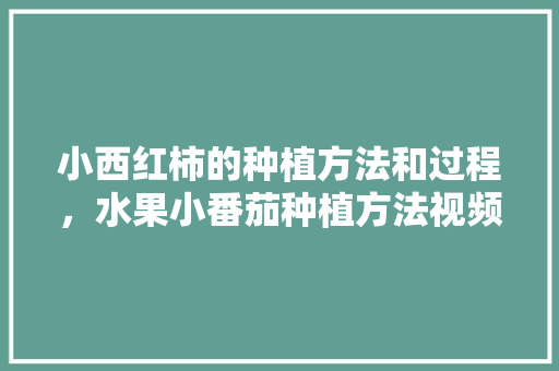 小西红柿的种植方法和过程，水果小番茄种植方法视频。