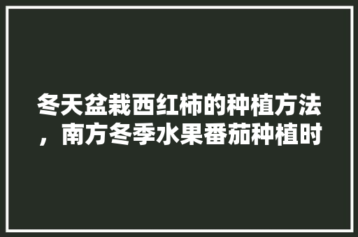 冬天盆栽西红柿的种植方法，南方冬季水果番茄种植时间。