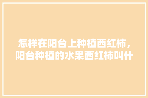 怎样在阳台上种植西红柿，阳台种植的水果西红柿叫什么。