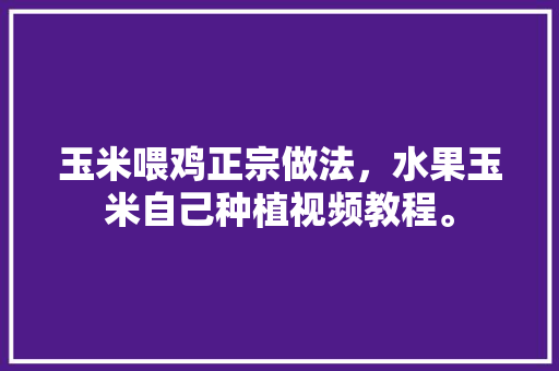 玉米喂鸡正宗做法，水果玉米自己种植视频教程。