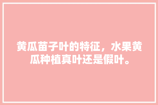 黄瓜苗子叶的特征，水果黄瓜种植真叶还是假叶。 水果种植