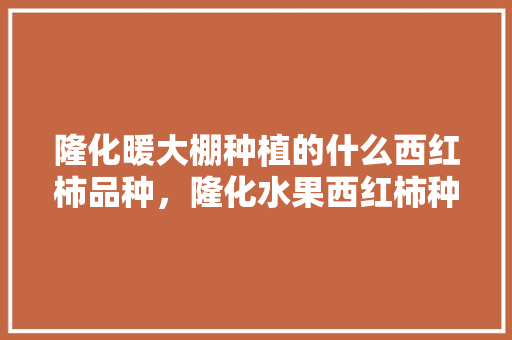 隆化暖大棚种植的什么西红柿品种，隆化水果西红柿种植基地。 水果种植