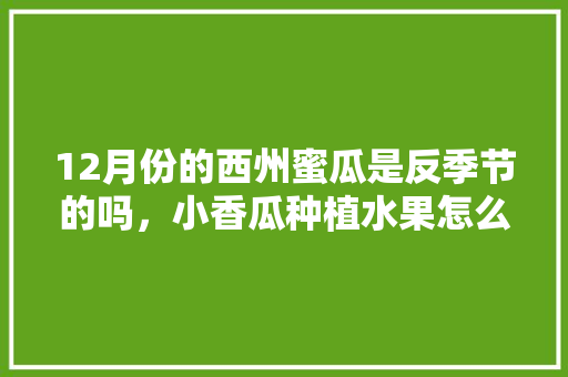 12月份的西州蜜瓜是反季节的吗，小香瓜种植水果怎么种植的。 家禽养殖