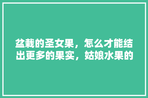 盆栽的圣女果，怎么才能结出更多的果实，姑娘水果的种植方法。 盆栽的圣女果，怎么才能结出更多的果实，姑娘水果的种植方法。 家禽养殖