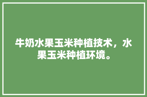 牛奶水果玉米种植技术，水果玉米种植环境。 土壤施肥