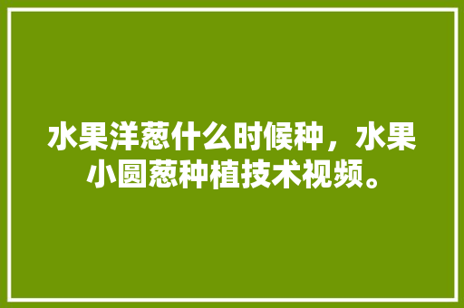 水果洋葱什么时候种，水果小圆葱种植技术视频。 土壤施肥