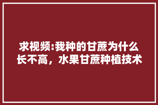 求视频:我种的甘蔗为什么长不高，水果甘蔗种植技术视频专家指导。 家禽养殖