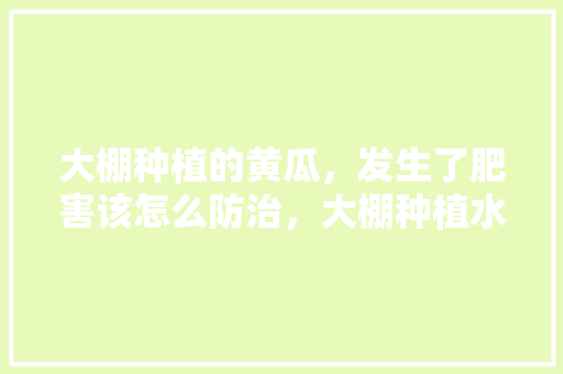 大棚种植的黄瓜，发生了肥害该怎么防治，大棚种植水果黄瓜技术要点。 蔬菜种植