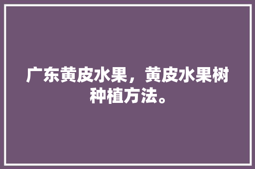 广东黄皮水果，黄皮水果树种植方法。 水果种植