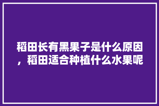 稻田长有黑果子是什么原因，稻田适合种植什么水果呢。 土壤施肥