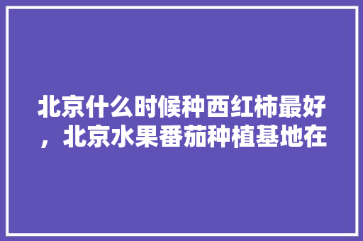 北京什么时候种西红柿最好，北京水果番茄种植基地在哪里。 水果种植