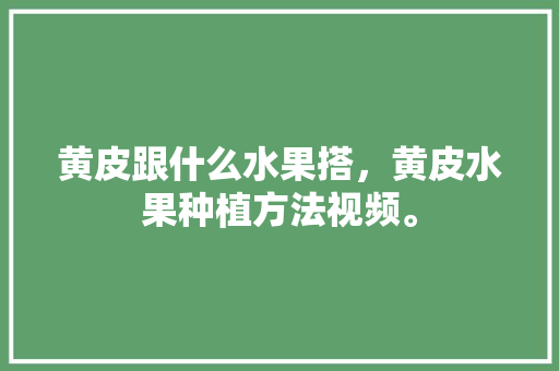 黄皮跟什么水果搭，黄皮水果种植方法视频。 土壤施肥