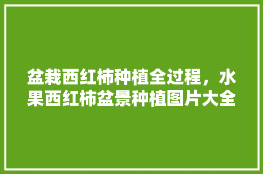 盆栽西红柿种植全过程，水果西红柿盆景种植图片大全。 盆栽西红柿种植全过程，水果西红柿盆景种植图片大全。 水果种植