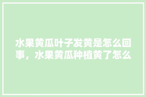 水果黄瓜叶子发黄是怎么回事，水果黄瓜种植黄了怎么办。 水果种植