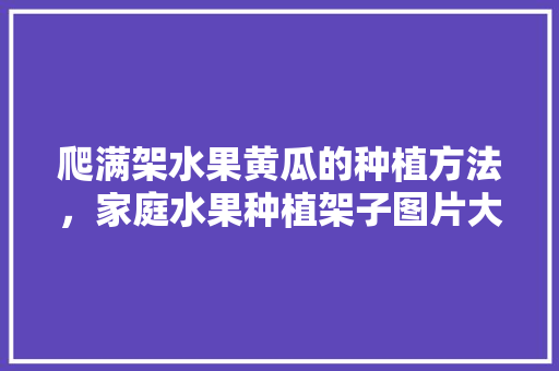 爬满架水果黄瓜的种植方法，家庭水果种植架子图片大全。 爬满架水果黄瓜的种植方法，家庭水果种植架子图片大全。 畜牧养殖