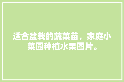 适合盆栽的蔬菜苗，家庭小菜园种植水果图片。 适合盆栽的蔬菜苗，家庭小菜园种植水果图片。 水果种植