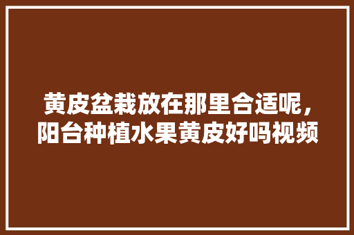 黄皮盆栽放在那里合适呢，阳台种植水果黄皮好吗视频。 蔬菜种植