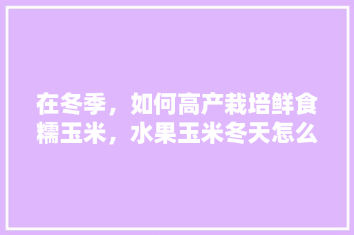 在冬季，如何高产栽培鲜食糯玉米，水果玉米冬天怎么种植视频。 土壤施肥