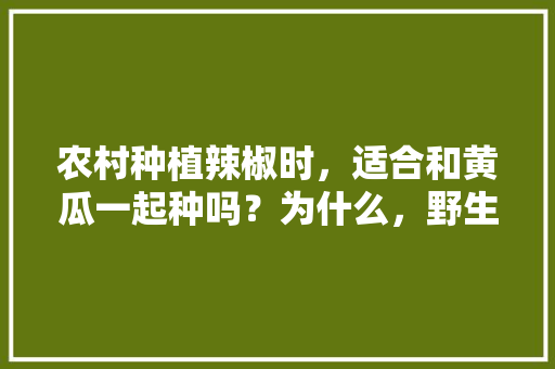 农村种植辣椒时，适合和黄瓜一起种吗？为什么，野生辣椒种植水果黄瓜视频。 农村种植辣椒时，适合和黄瓜一起种吗？为什么，野生辣椒种植水果黄瓜视频。 土壤施肥