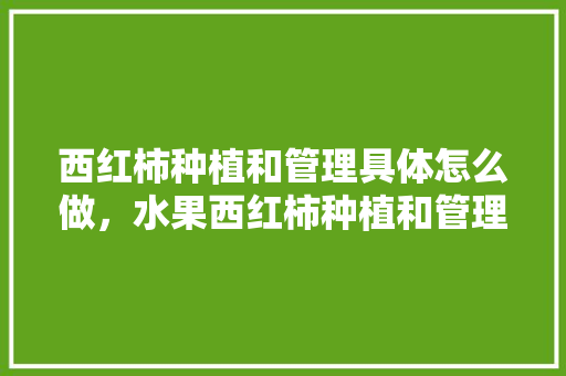 西红柿种植和管理具体怎么做，水果西红柿种植和管理方法。 蔬菜种植