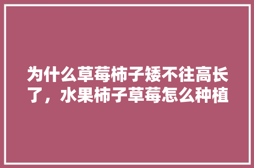 为什么草莓柿子矮不往高长了，水果柿子草莓怎么种植视频。 畜牧养殖