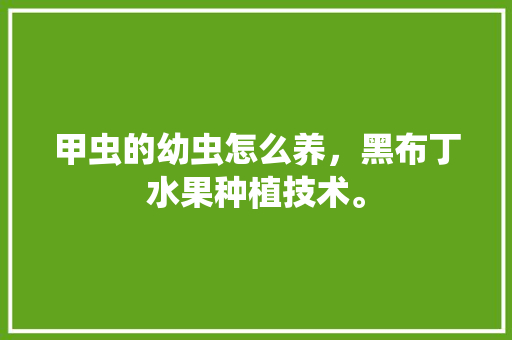 甲虫的幼虫怎么养，黑布丁水果种植技术。 甲虫的幼虫怎么养，黑布丁水果种植技术。 畜牧养殖