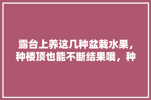 露台上养这几种盆栽水果，种楼顶也能不断结果哦，种植水果楼顶图片。 水果种植