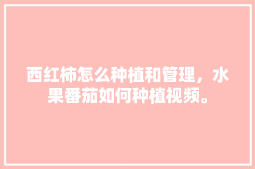 西红柿怎么种植和管理，水果番茄如何种植视频。 水果种植