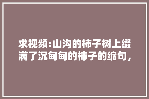 求视频:山沟的柿子树上缀满了沉甸甸的柿子的缩句，水果柿子种植视频教程。 土壤施肥