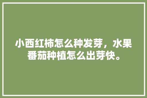 小西红柿怎么种发芽，水果番茄种植怎么出芽快。 家禽养殖