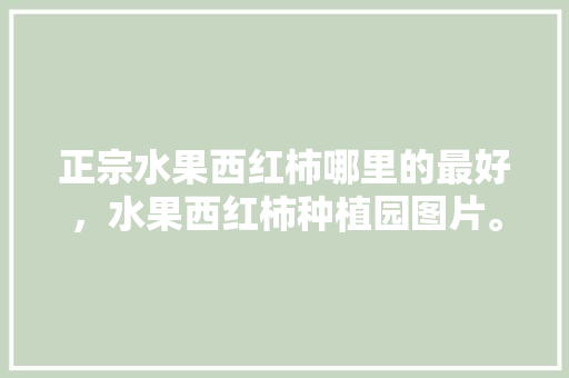 正宗水果西红柿哪里的最好，水果西红柿种植园图片。 家禽养殖