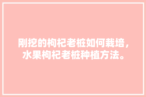 刚挖的枸杞老桩如何栽培，水果枸杞老桩种植方法。 刚挖的枸杞老桩如何栽培，水果枸杞老桩种植方法。 家禽养殖