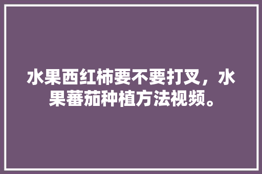 水果西红柿要不要打叉，水果蕃茄种植方法视频。 土壤施肥