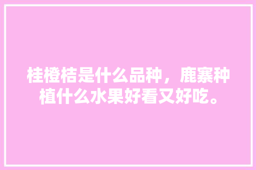 桂橙桔是什么品种，鹿寨种植什么水果好看又好吃。 桂橙桔是什么品种，鹿寨种植什么水果好看又好吃。 土壤施肥