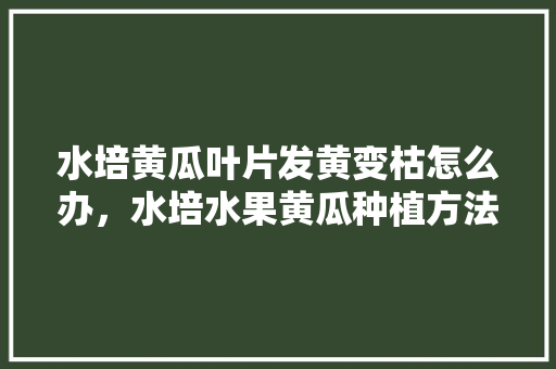 水培黄瓜叶片发黄变枯怎么办，水培水果黄瓜种植方法视频。 土壤施肥