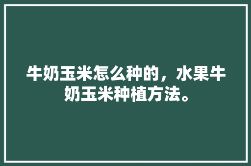 牛奶玉米怎么种的，水果牛奶玉米种植方法。 土壤施肥