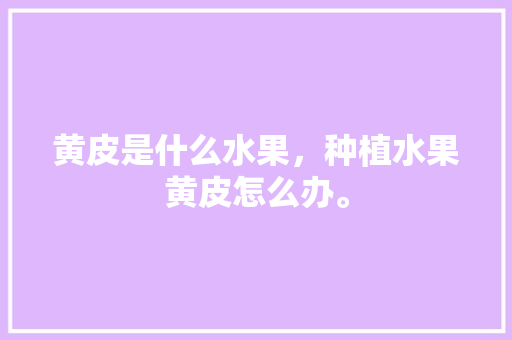 黄皮是什么水果，种植水果黄皮怎么办。 土壤施肥