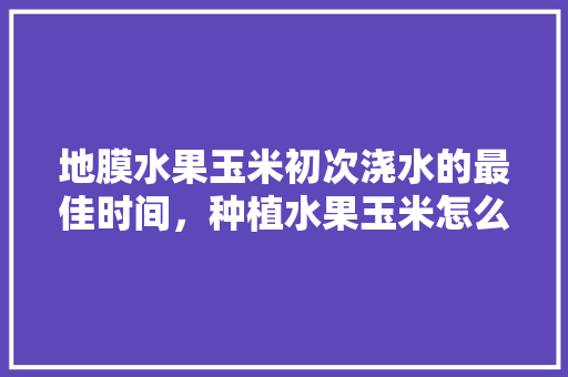 地膜水果玉米初次浇水的最佳时间，种植水果玉米怎么浇水视频。 水果种植