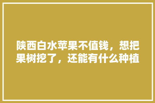 陕西白水苹果不值钱，想把果树挖了，还能有什么种植项目可行，陕西水果种植图片大全。 水果种植