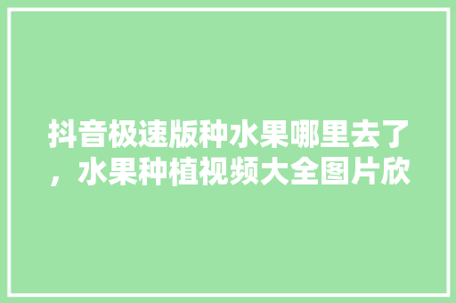 抖音极速版种水果哪里去了，水果种植视频大全图片欣赏。 抖音极速版种水果哪里去了，水果种植视频大全图片欣赏。 水果种植