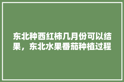 东北种西红柿几月份可以结果，东北水果番茄种植过程视频。 畜牧养殖