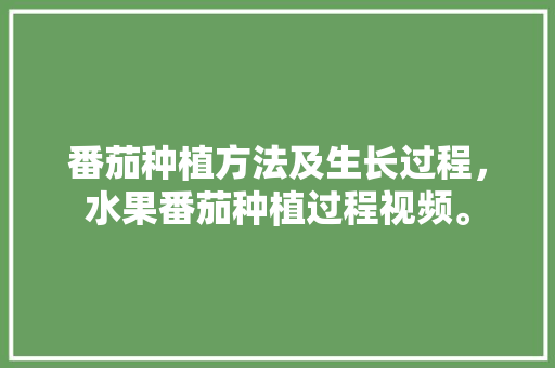 番茄种植方法及生长过程，水果番茄种植过程视频。 土壤施肥